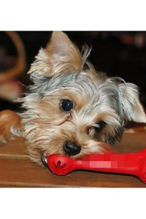 Bite-Resistant Rubber Chew Toy